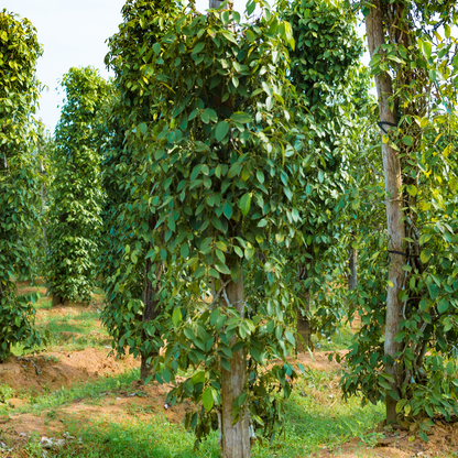 有機ホワイトペッパーホール