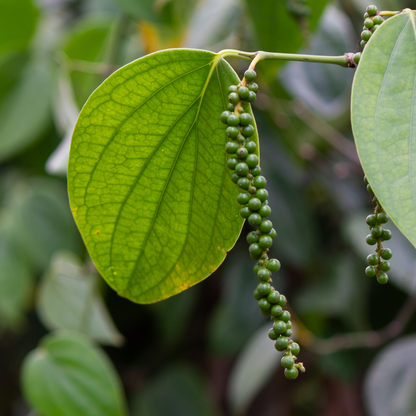 有機ホワイトペッパーホール