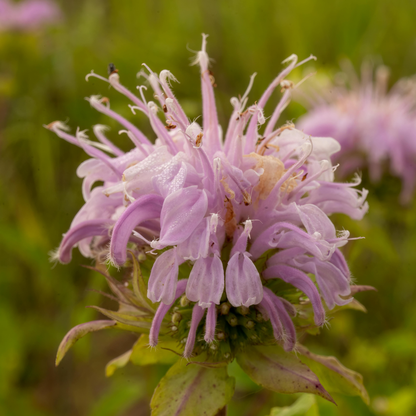 【本格リーフティーやお菓子づくりに】有機アールグレイ紅茶