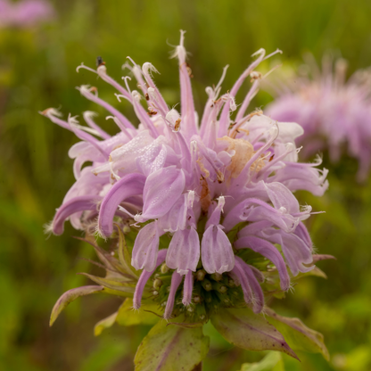 【本格リーフティーやお菓子づくりに】有機アールグレイ紅茶