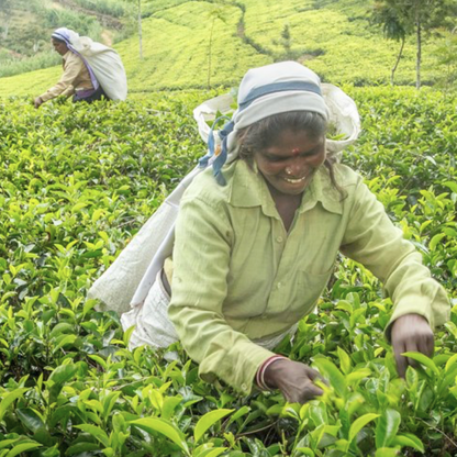 【プチギフト】有機アールグレイ紅茶（スリランカ・ウバ／2ティーバッグ）｜Amrita Zen Life