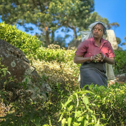 【プチギフト】有機アールグレイ紅茶（スリランカ・ウバ／2ティーバッグ）｜Amrita Zen Life