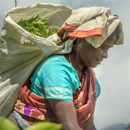 【プチギフト】有機アールグレイ紅茶（スリランカ・ウバ／2ティーバッグ）｜Amrita Zen Life