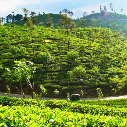 【プチギフト】有機アールグレイ紅茶（スリランカ・ウバ／2ティーバッグ）｜Amrita Zen Life