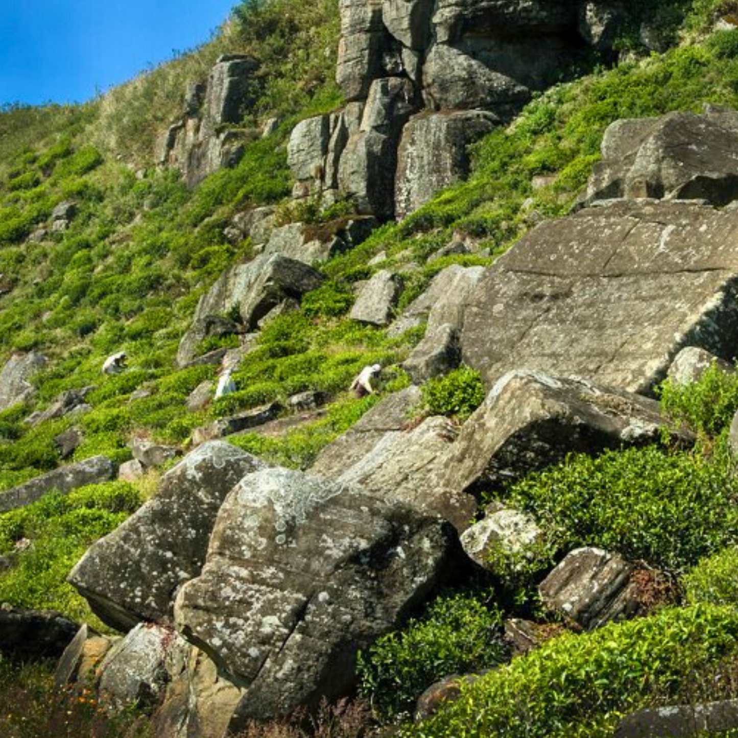 【プチギフト】有機アールグレイ紅茶（スリランカ・ウバ／2ティーバッグ）｜Amrita Zen Life