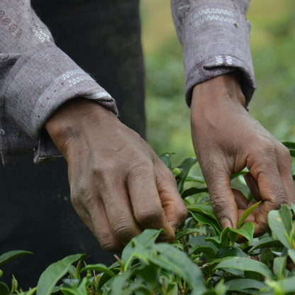 【プチギフト】有機アールグレイ紅茶（スリランカ・ウバ／2ティーバッグ）｜Amrita Zen Life