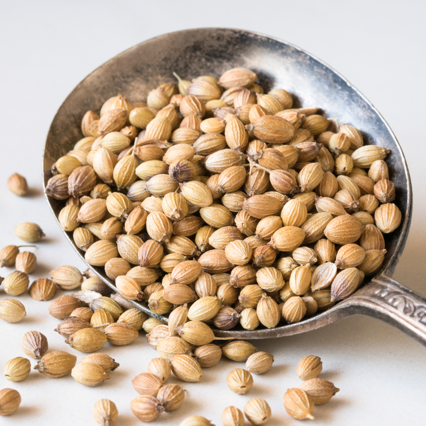 有機コリアンダーシード