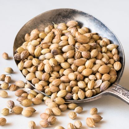 有機コリアンダーシード