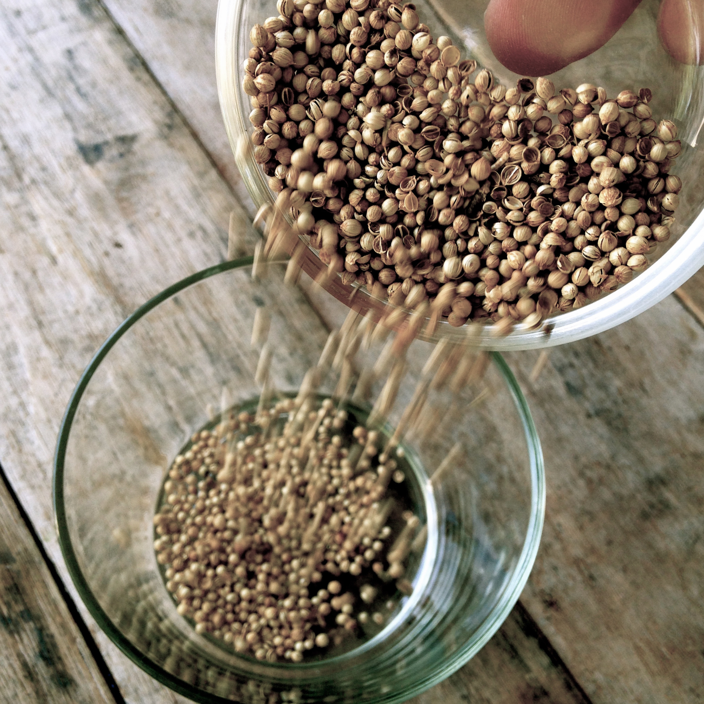 有機コリアンダーパウダー