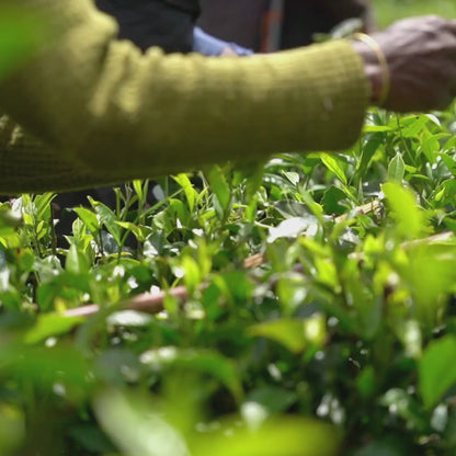 【プチギフト】有機アールグレイ紅茶（スリランカ・ウバ／2ティーバッグ）｜Amrita Zen Life